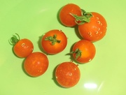 7th Aug 2015 - Cherry Tomatoes