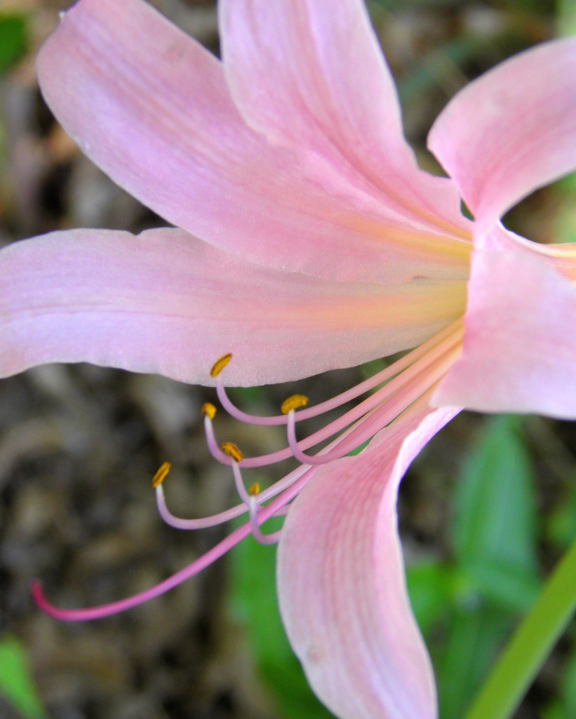 the lone surprise lily blossom by daisymiller
