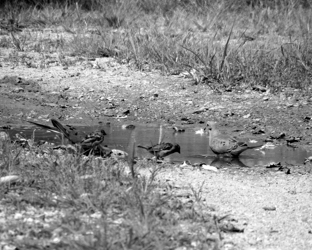 Birds at the alley puddle by daisymiller