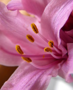 10th Aug 2015 - Surprise Lily Macro