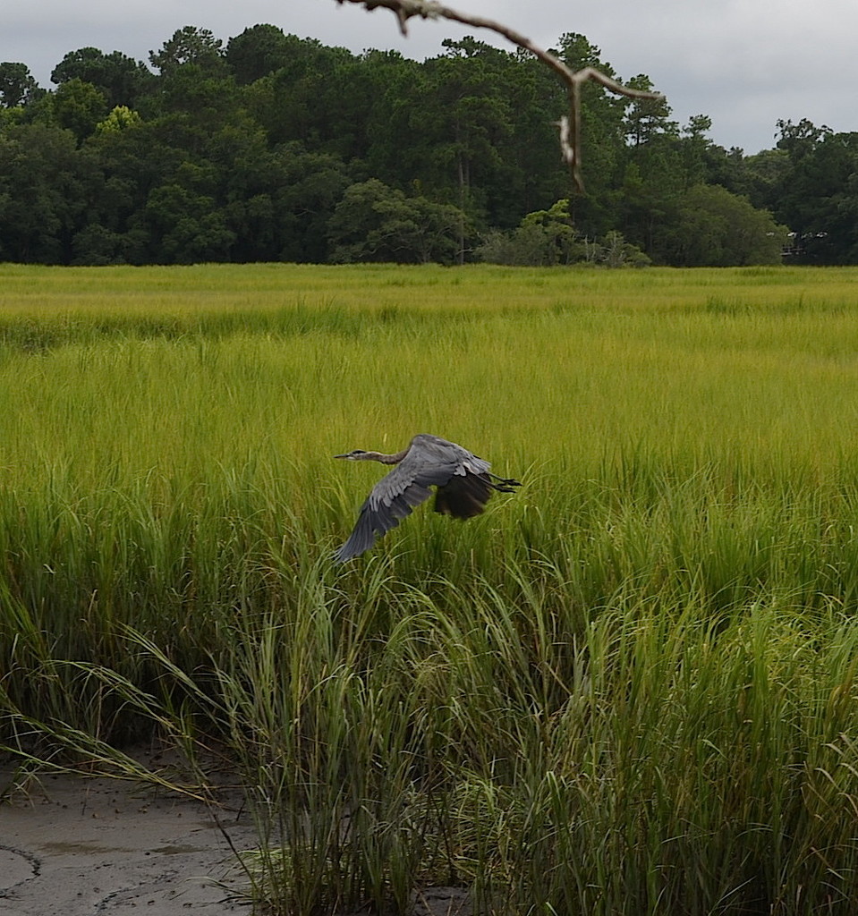 Great Blue Heron, Charles Towne Landing State Historic Site, Charleston, SC by congaree