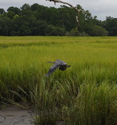 13th Aug 2015 - Great Blue Heron, Charles Towne Landing State Historic Site, Charleston, SC