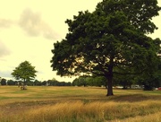 10th Aug 2015 - The Common