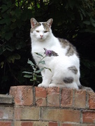 13th Aug 2015 - Cat on my wall