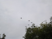 13th Aug 2015 - Formation of spitfires flying over my garden