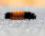 17th Nov 2010 - Caterpillar