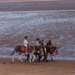 Beach Donkeys by plainjaneandnononsense