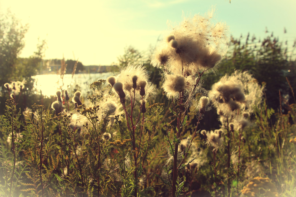 Soft fluffy thingies in the evening sun by susale