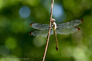 12th Aug 2015 - Raggedy wings