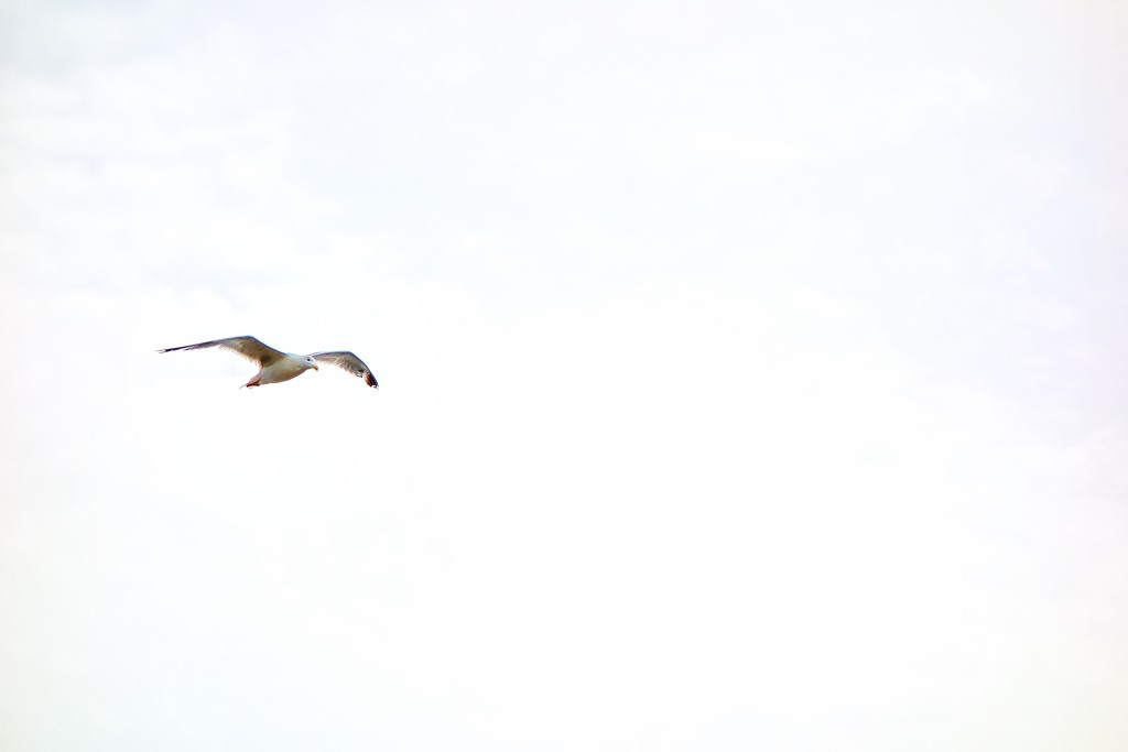 Seagull by cocobella