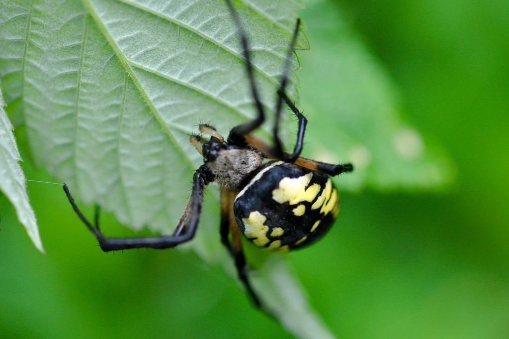 Black and Yellow Spider by frantackaberry