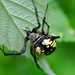 Black and Yellow Spider by frantackaberry