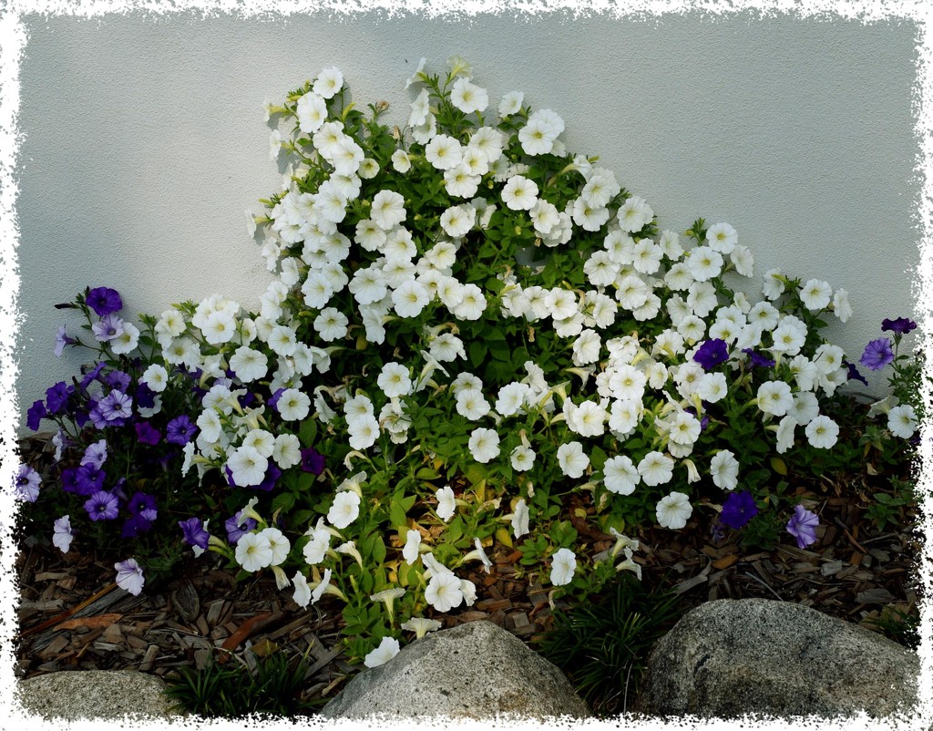 White Petunias... by happysnaps