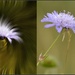 Scabious before & after by rosiekind