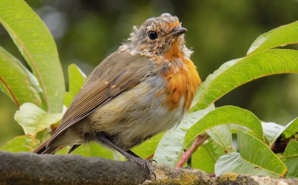 Young robin by flowerfairyann