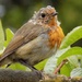 Young robin by flowerfairyann