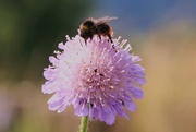 8th Aug 2015 - On Top of the Scabious
