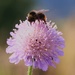 On Top of the Scabious by oldjosh