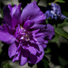 Purple Flower by hjbenson
