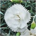 This Carnations looks all White by ladymagpie