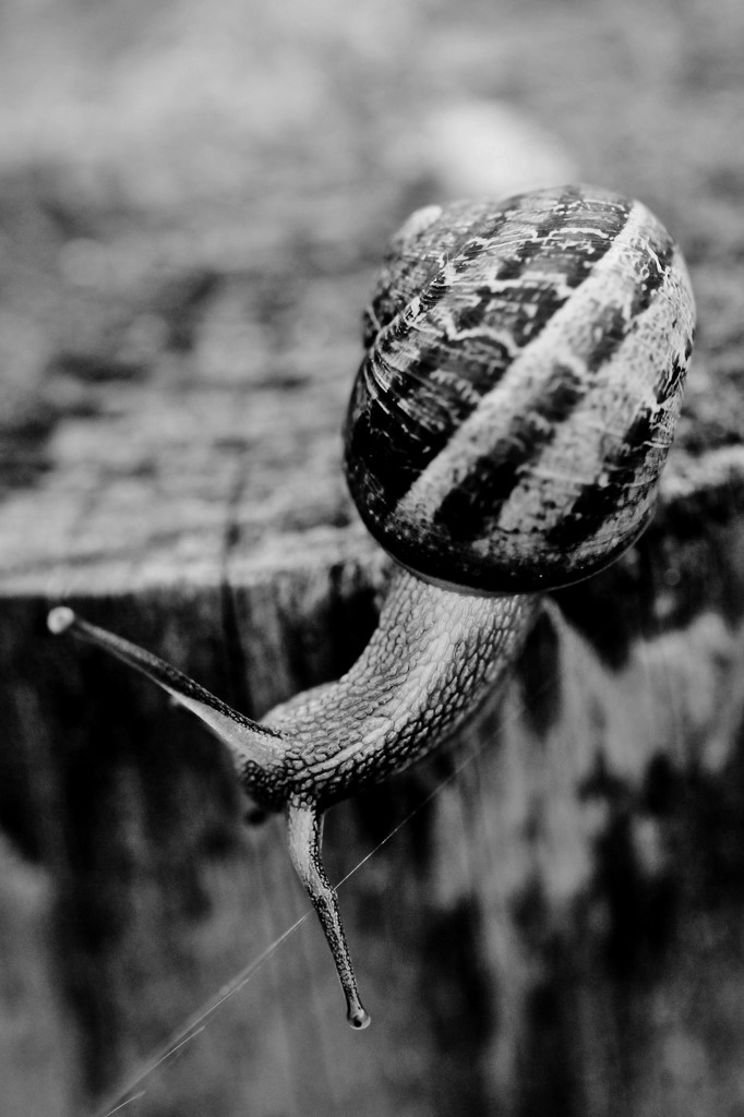 Downward Snail by motherjane