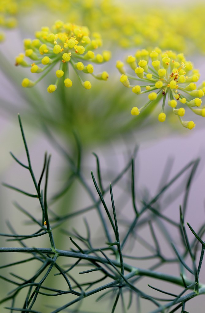 Fennel. Flower and Frond by motherjane