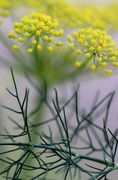 12th Aug 2015 - Fennel. Flower and Frond