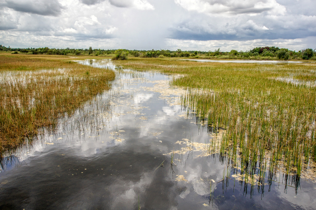 Wetlands by danette