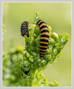 14th Aug 2015 - Cinnabar Caterpillar