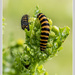Cinnabar Caterpillar by pcoulson