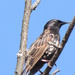 Starling by sunnygreenwood