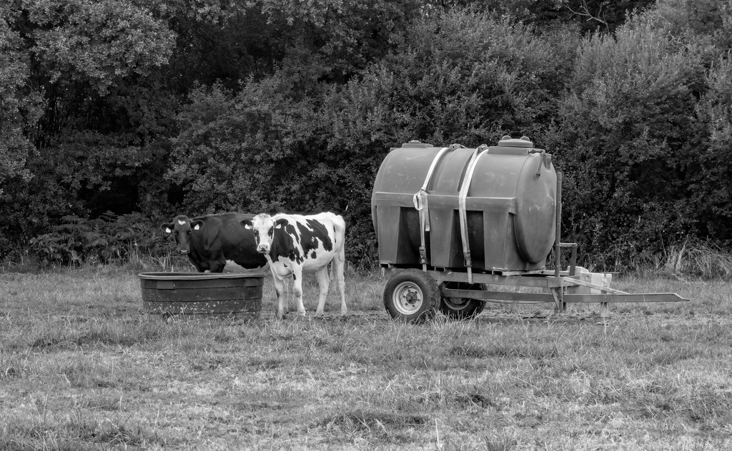 A Year of Days: Day 226 - Black & White Cows! by vignouse