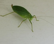 14th Aug 2015 - Leafhopper 