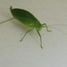 Leafhopper  by tunia