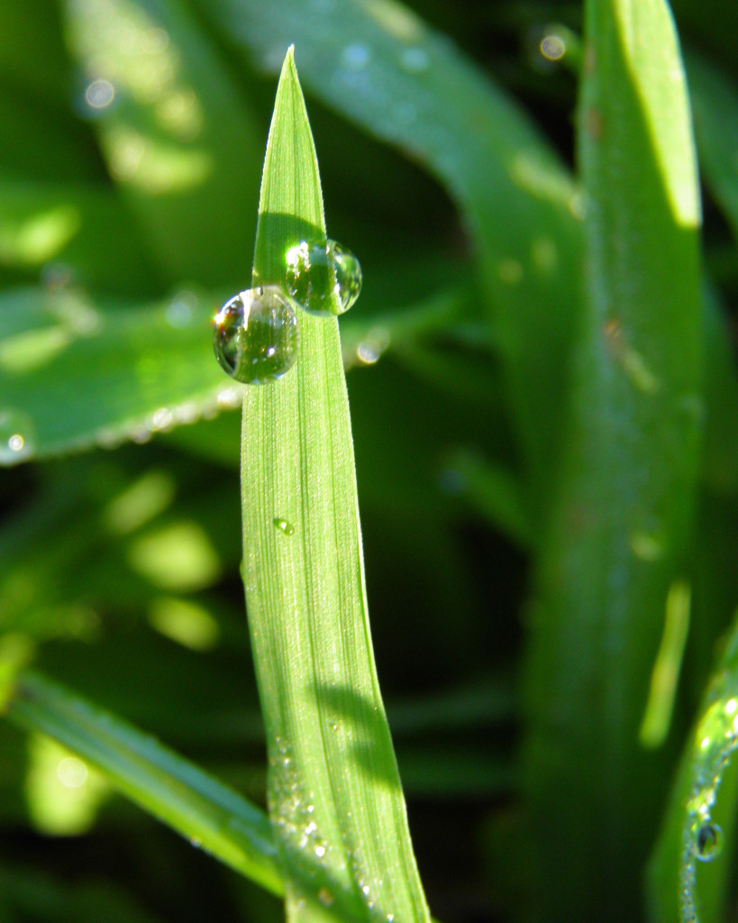 Dew Drops by daisymiller