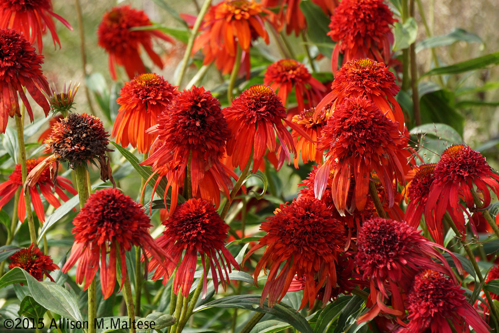 Red Cone Flowers by falcon11