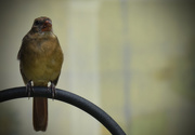 14th Aug 2015 - Posing Cardinal, is this where you want me?