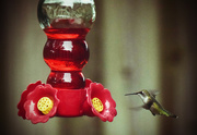 14th Aug 2015 - Hummingbird Approach