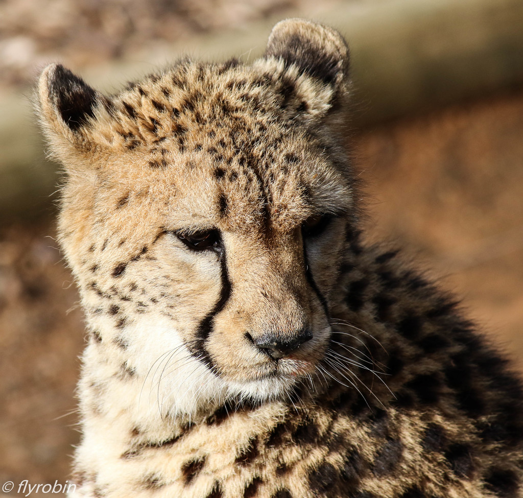 Cuddly cheetah by flyrobin