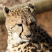 Cuddly cheetah by flyrobin
