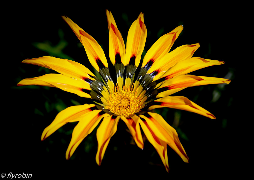 Wildflower by flyrobin