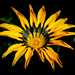 Wildflower by flyrobin