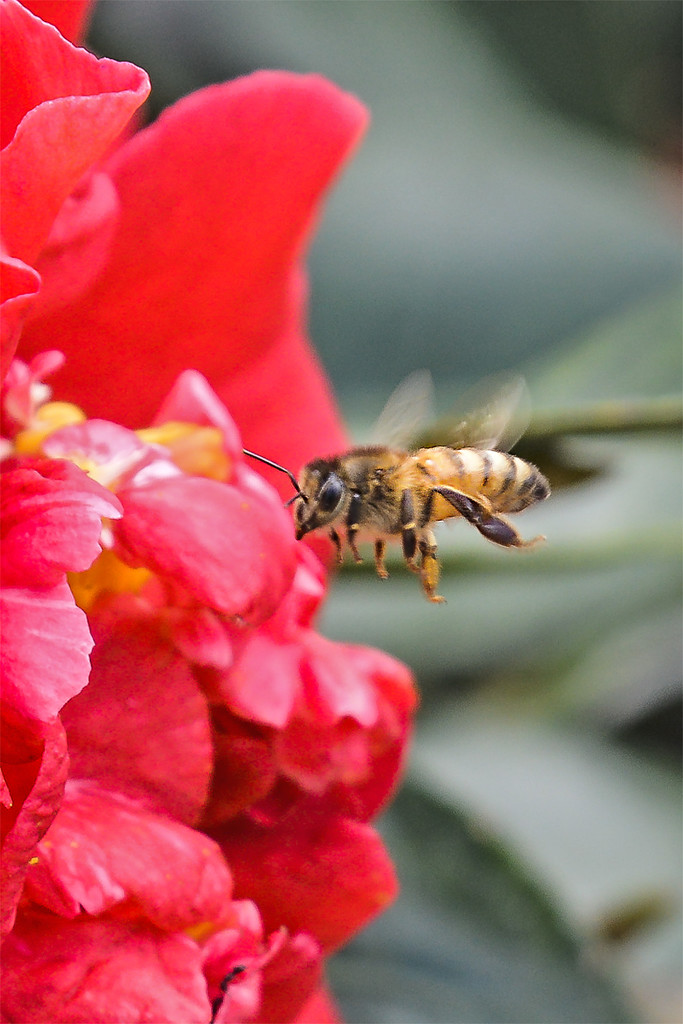 Busy bee by jeneurell