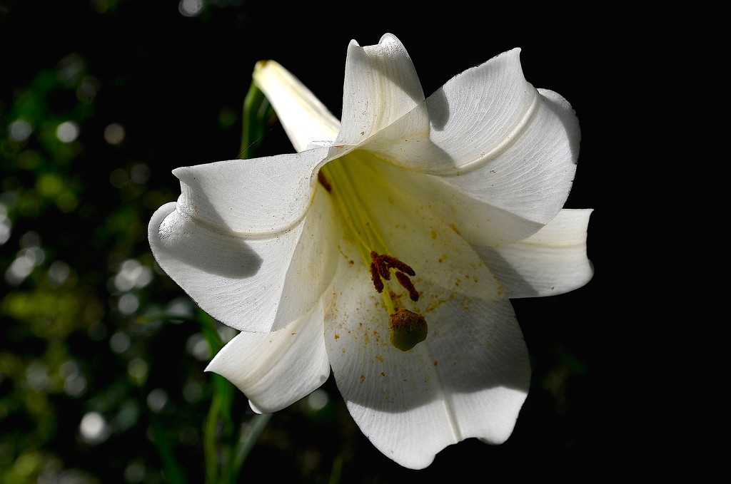 Lily, Magnolia Gardens, Charleston, SC by congaree