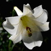 Lily, Magnolia Gardens, Charleston, SC by congaree