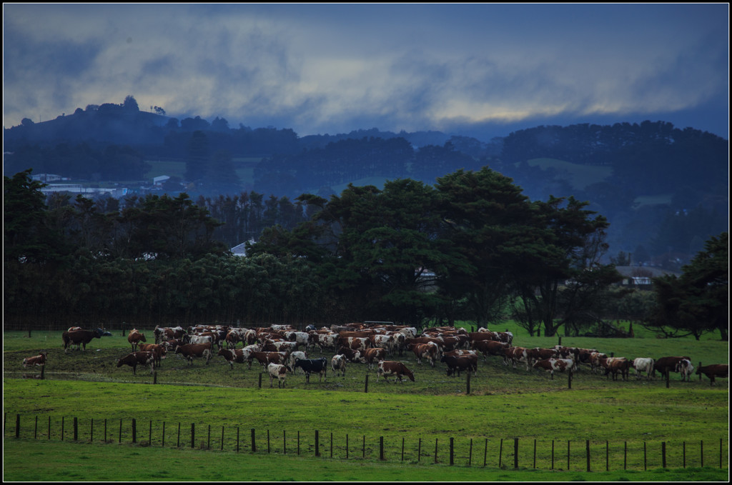 The cows by dide