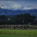 The cows by dide