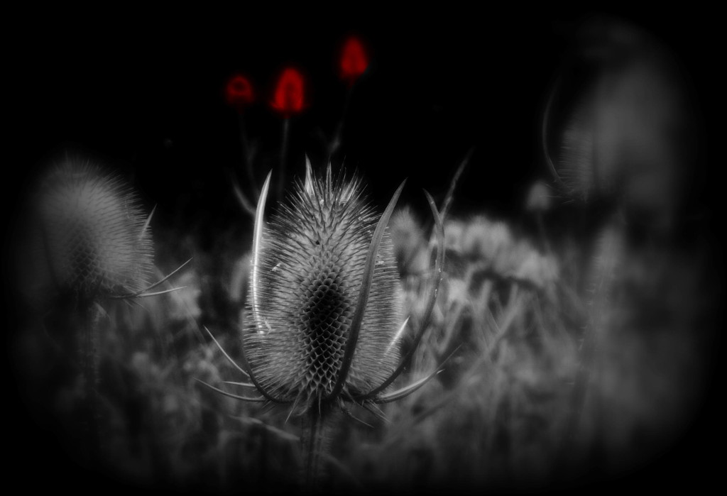 red teasel by steveandkerry