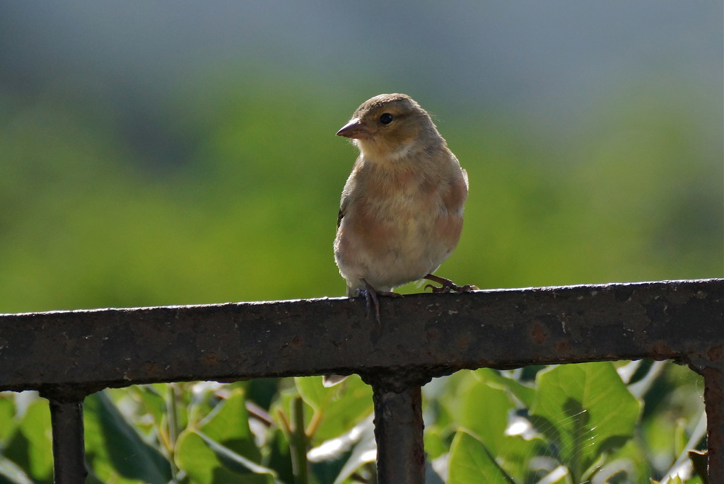 YOUNG CHAFFINCH  by markp
