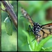 What Do Caterpillars Do? by juliedduncan
